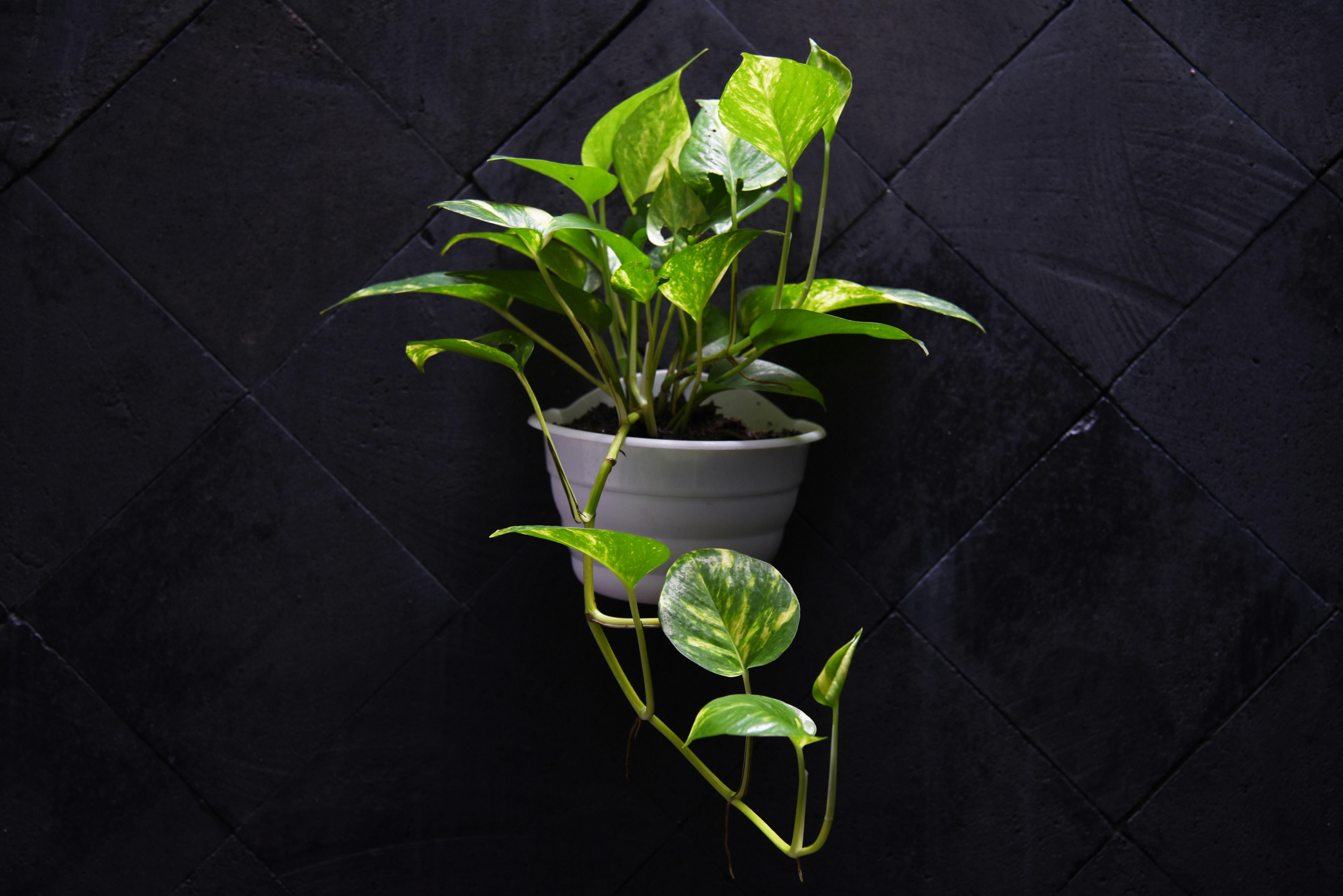 Money Plant (Golden Pothos) that removes benzene and xylene
